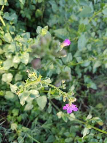 Image of Mirabilis viscosa by (c) Mauricio Calderón, some rights reserved (CC BY)