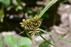 Cyperus manimae