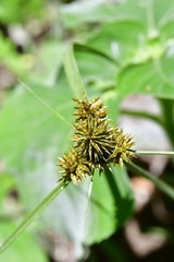 Cyperus manimae