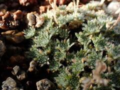 Draba densifolia