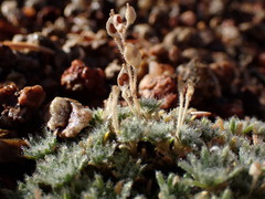 Draba densifolia