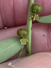 Phyllanthus evanescens