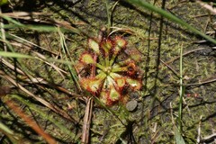 Drosera capillaris