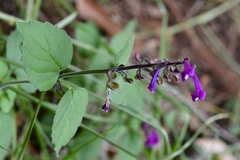 Scutellaria guatemalensis