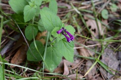 Scutellaria guatemalensis