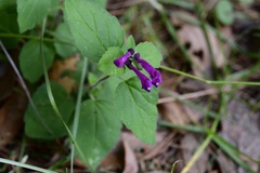 Scutellaria guatemalensis