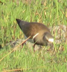 Vanellus melanopterus minor
