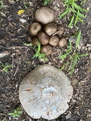 Pluteus cervinus