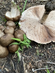 Pluteus cervinus