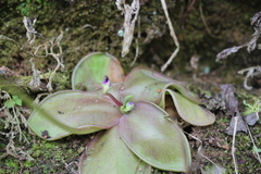 Pinguicula moranensis