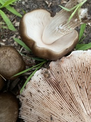 Pluteus cervinus