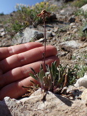 Packera werneriifolia