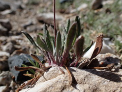 Packera werneriifolia