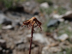 Packera werneriifolia