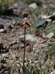 Packera werneriifolia