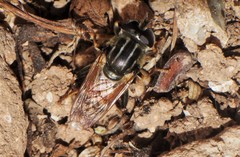 Merodon avidus