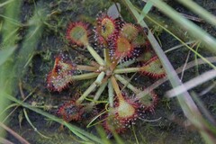 Drosera capillaris