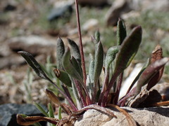 Packera werneriifolia