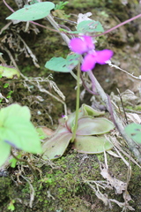 Pinguicula moranensis