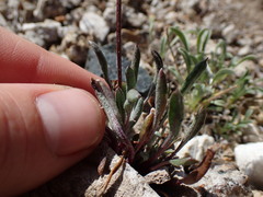 Packera werneriifolia