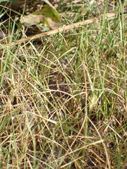 Sporobolus neglectus
