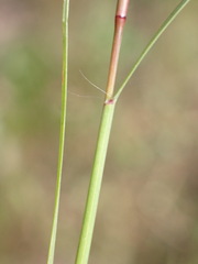 Sporobolus neglectus