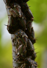 Platycotis tuberculata