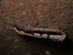 Leptocroca sanguinolenta