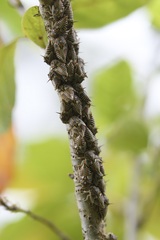 Platycotis tuberculata