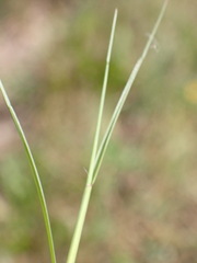 Sporobolus neglectus