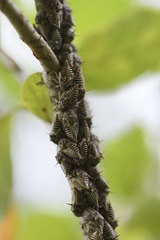 Platycotis tuberculata