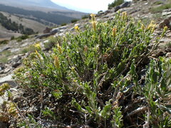 Ericameria discoidea
