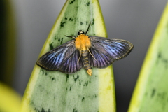 Phostria citrinalis