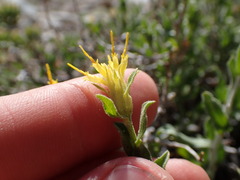 Ericameria discoidea