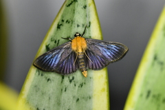 Phostria citrinalis
