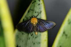 Phostria citrinalis