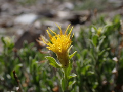 Ericameria discoidea