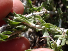 Ericameria discoidea