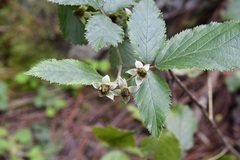 Rubus sapidus