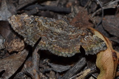 Toxonprucha repentis