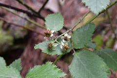 Rubus sapidus