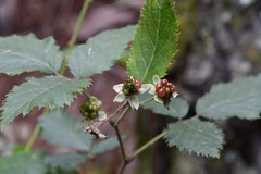 Rubus sapidus