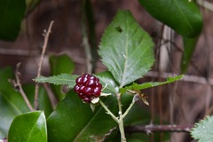 Rubus sapidus