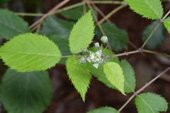 Rubus sapidus