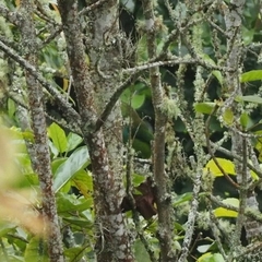 Momotus aequatorialis