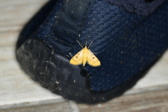 Lygropia cernalis