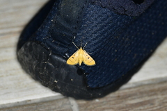 Lygropia cernalis