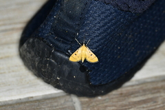 Lygropia cernalis