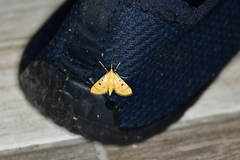 Lygropia cernalis