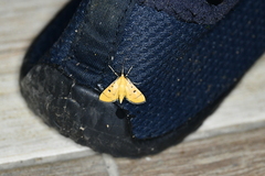 Lygropia cernalis